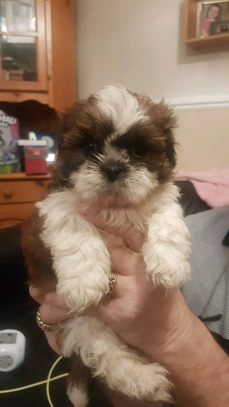 55+ Pictures Of Baby Shih Tzu Puppies