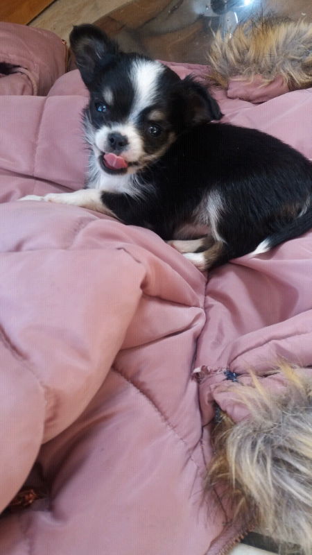 Teacup Chihuahua Puppie In Mansfield Nottinghamshire Gumtree