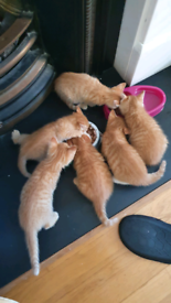 6 Ginger kittens