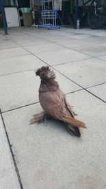 Fantail Doves For Sale In Didcot Oxfordshire Gumtree