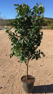 Zitronenbaum 'Citrus limon'  140cm  Zitrone   kräftige, veredelte Pflanze