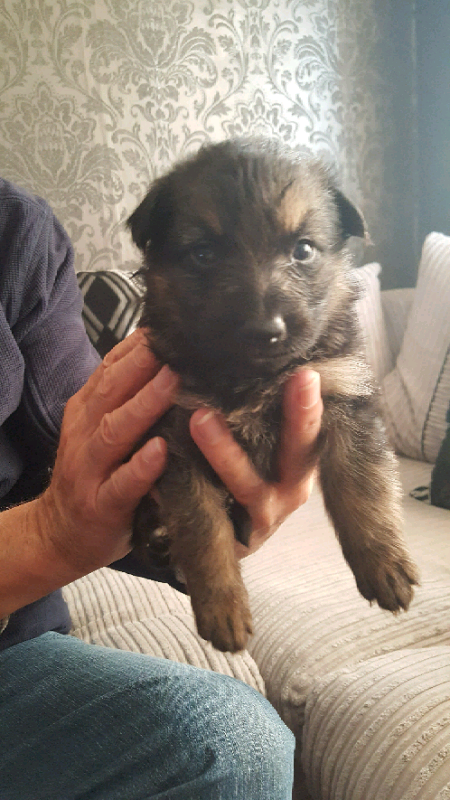 German Shepherds Puppy Long Haired In Waterlooville