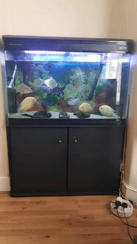 250l Fish Tank Tropical Fish In Walthamstow London Gumtree