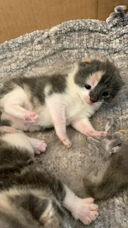 Kittens for sale absolutely beautiful | in Stoke-on-Trent