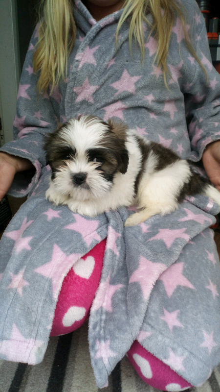 Shih Tzu x Lhasa Apso puppies | in Bridlington, East Yorkshire | Gumtree