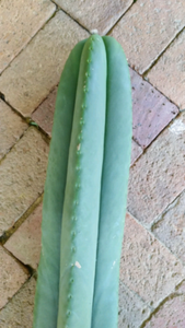 1.9m super rare spineless cactus Trichocereus | Plants ...