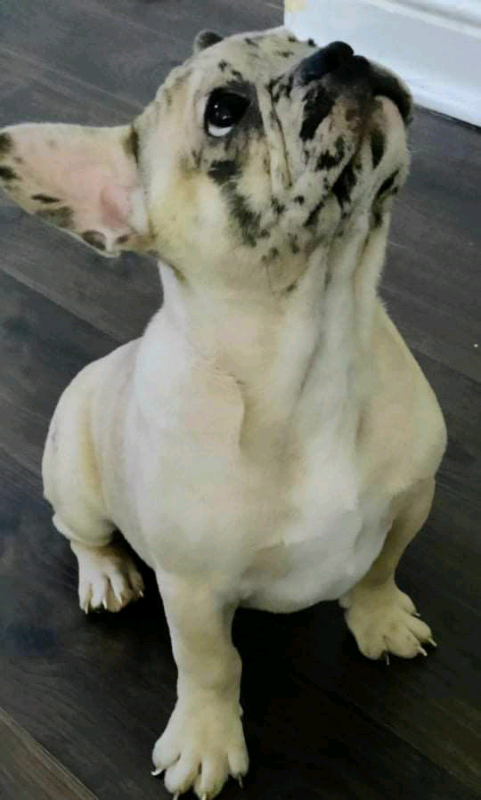 French Bulldog Puppy Last Male In Rochdale Manchester Gumtree