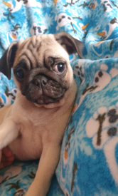 Pug Puppies In Limavady County Londonderry Gumtree