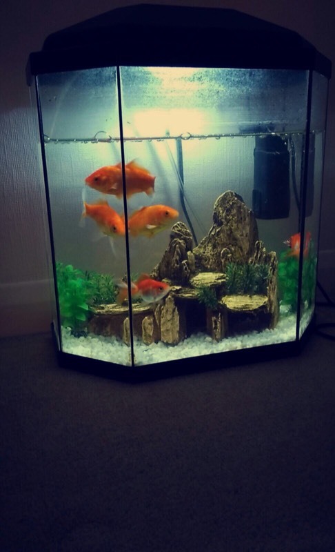 aqua 30 led fish tank