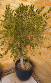  BARGAIN Olive tree in pot