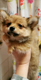 Pomchi boy / Pomeranian x Chihuahua 