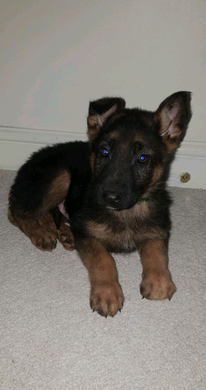 Last Male Left Beautiful German Shepherd Puppies In Hemel Hempstead Hertfordshire Gumtree