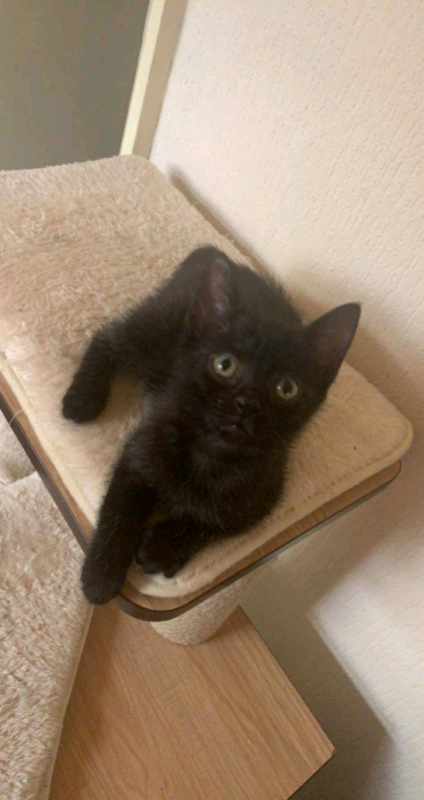 Kittens for sale SOLD | in Clydach, Swansea | Gumtree