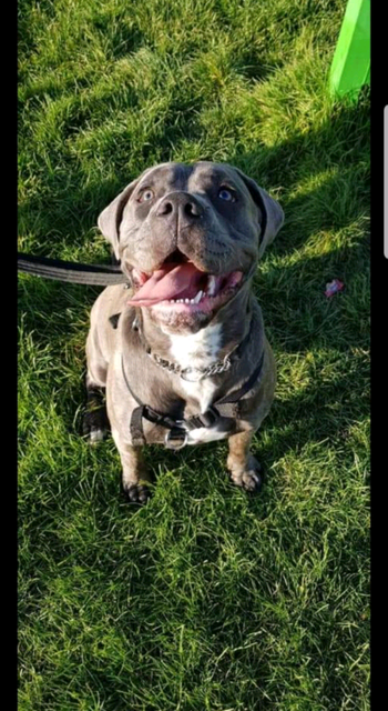 Cane Corso X Old Tyme Bulldog In Plymouth Devon Gumtree