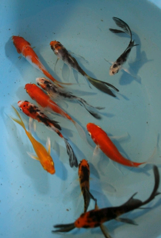 Butterfly koi, koi carp, koi, pond fish in Beswick, Manchester Gumtree