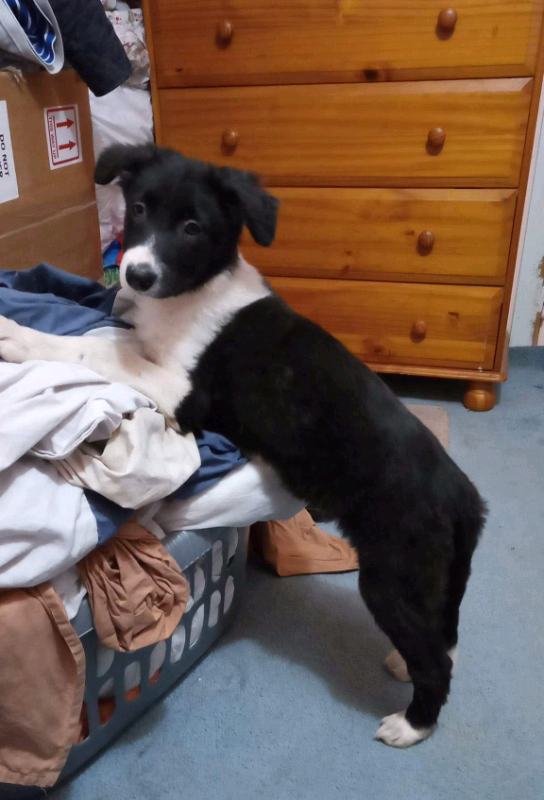 Deposit Now Taken Adorable Long Haired Border Collie