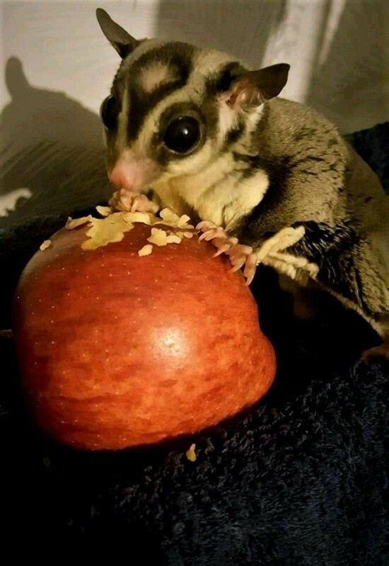 Sugar Gliders | in Aberdeen | Gumtree