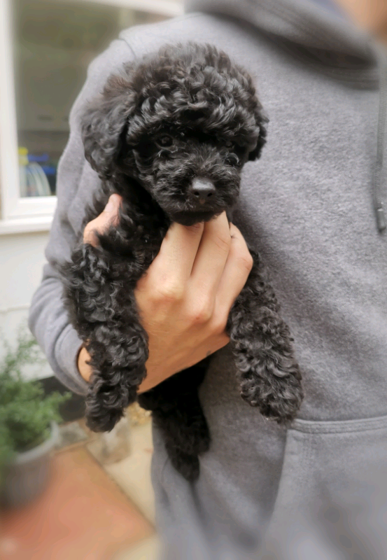 Toy For Us Home Contact Dmca Privacy Sitemap Toy Yorkie Poodle Toy Yorkie Poo Puppies Youtube Yorkiepoo Puppies For Sale Puppy Adoption Keystone Puppies Yorkiepoo Puppies Mum Toy Poodle Dad Teacup Yorkie Must See 3 4 Toy Poodle X 1 4