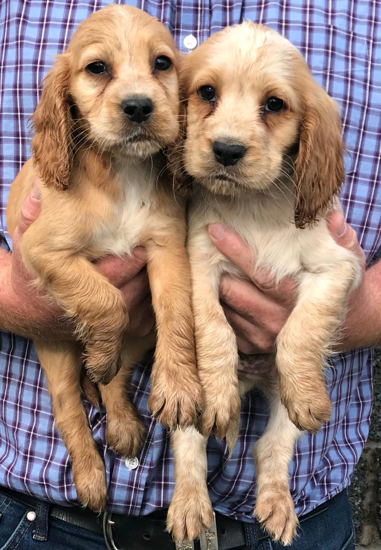 Show type cocker spaniel puppies for sale in Motherwell