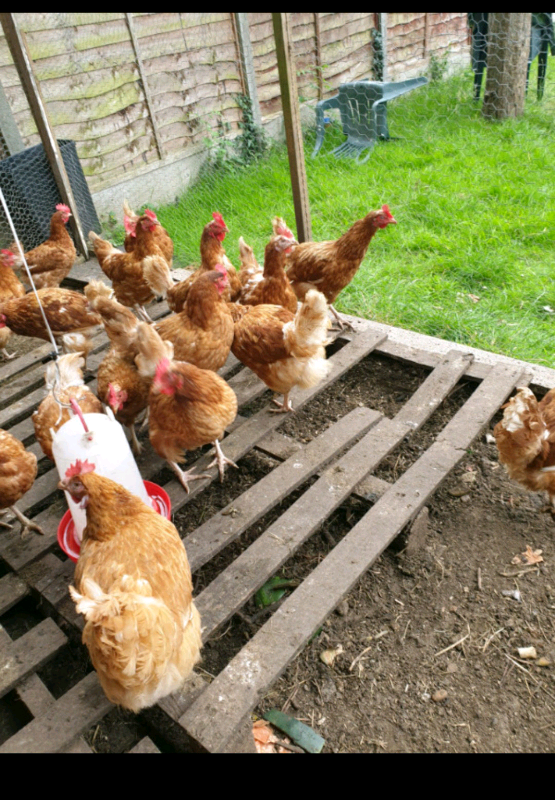 Chickens for sale in Wembley, London Gumtree