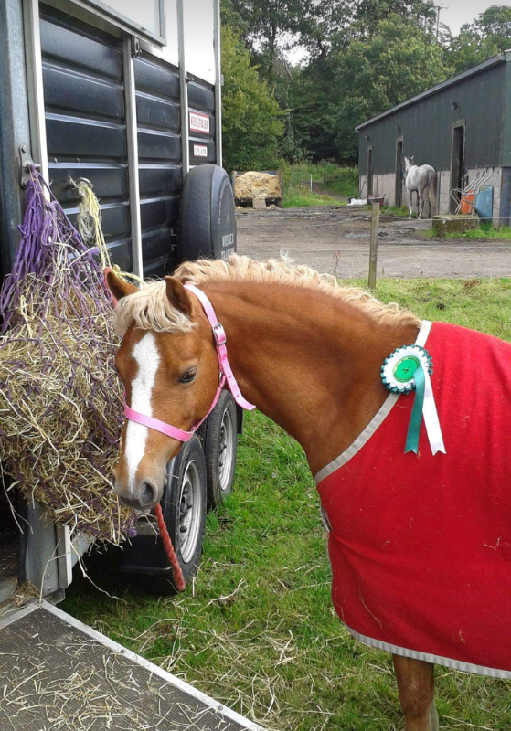 Welsh Section A Pony For Sale in Pitlochry, Perth and Kinross Gumtree