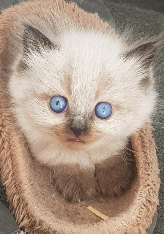 Beautiful snow Bengal X Persian kittens! in Neath, Neath Port Talbot