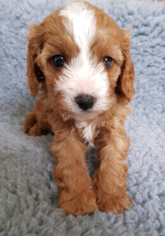  F1 cavapoos puppies Now for reserve in Neath Neath Port Talbot 