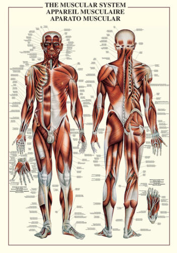 Human Body Wall Chart