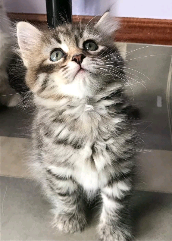 Maine coon cross kittens for sale | in Hull, East Yorkshire | Gumtree