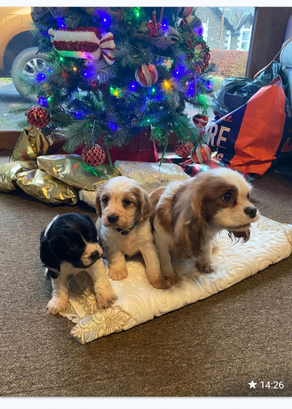 Cockalier Puppy In Blairgowrie Perth And Kinross Gumtree