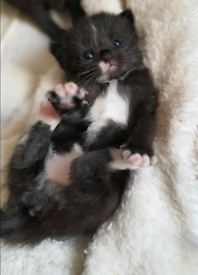 Beautiful semi-longhair kittens- all been reserved 