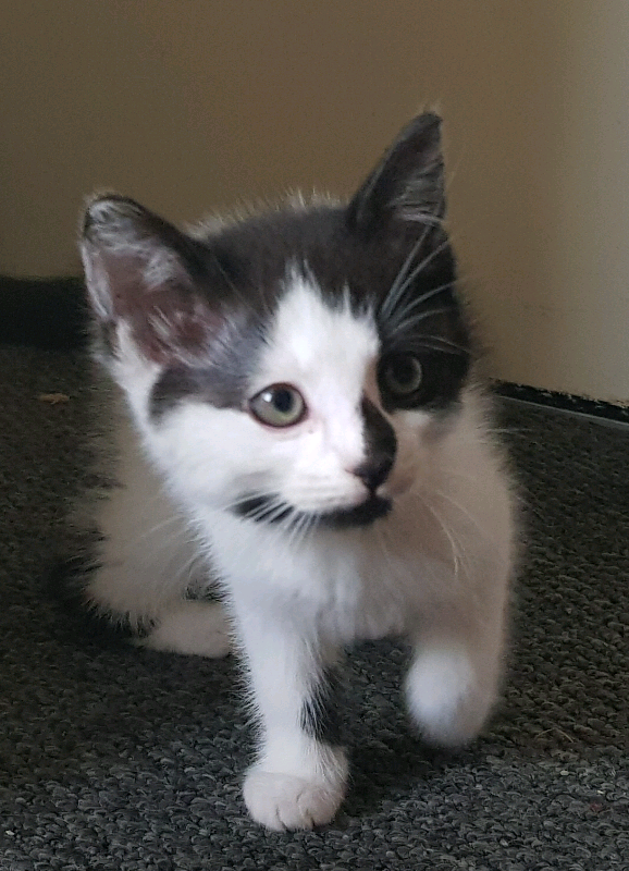 Cute fluffy, spotty kittens in Bude, Cornwall Gumtree