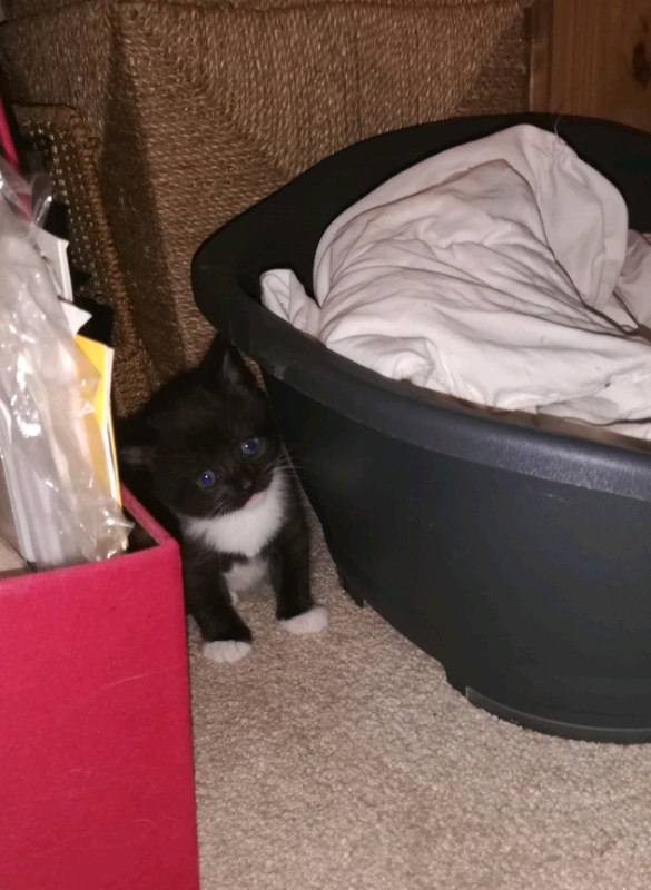 One Fluffy Female Felix Kitten left, ready to go next week Thursday