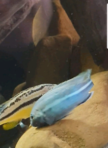breeding mernda cichlid cichlids melanochromis auratus