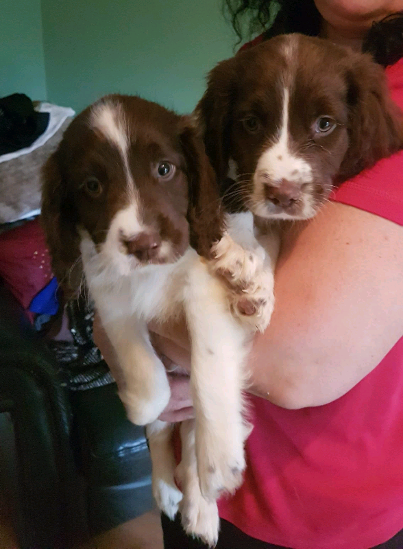 Springer spaniel puppies for sale | in Saltburn-by-the-Sea ...
