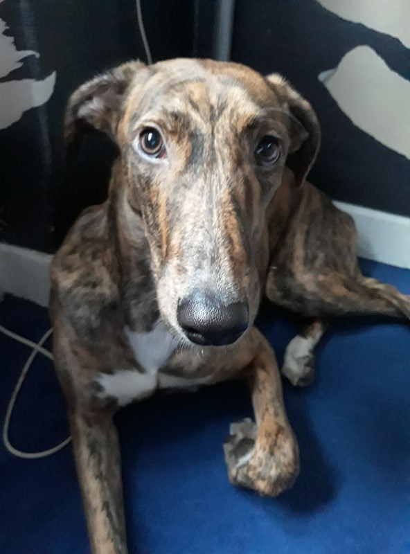 6 month lurcher x bull mastiff puppy in East End, Glasgow Gumtree