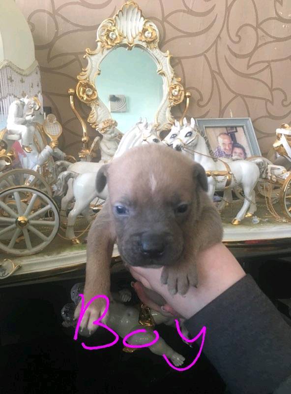 Staff cross American bulldog puppies in Walsall, West Midlands Gumtree