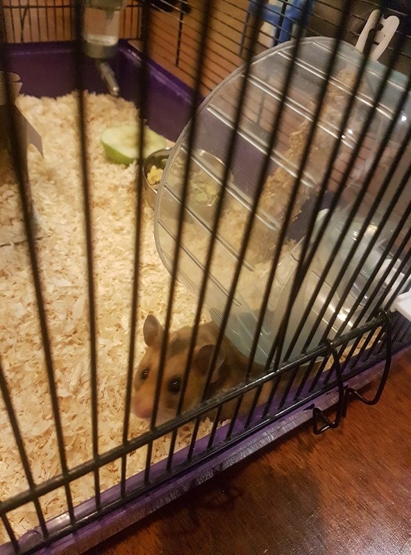 Syrian Hamster 1 year old in Leicester, Leicestershire Gumtree