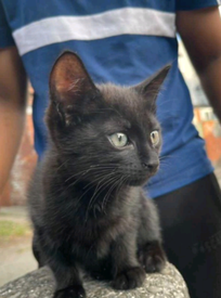 Cats For Sale In Rochdale Manchester Gumtree