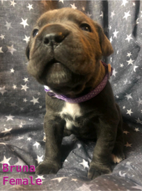 Cane Corso Pup Blue Boy In Springburn Glasgow Gumtree