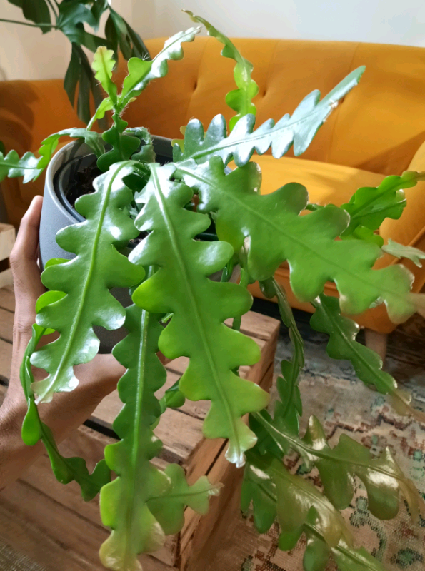 Fishbone Cactus Plant in Archway, London Gumtree