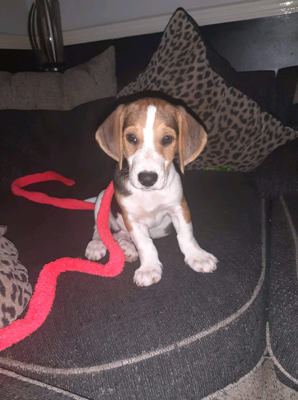 Sale In Bath Somerset Dogs Puppies For Sale Gumtree