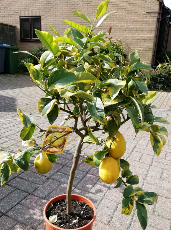 VARIOUS CITRUS trees for sale in Woodbridge, Suffolk Gumtree