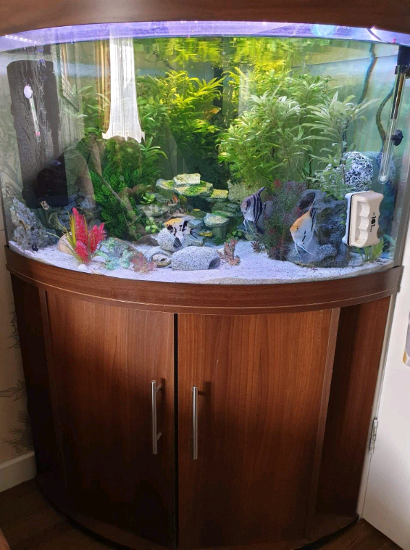 Fish Tank 190L in Hamilton, South Lanarkshire Gumtree