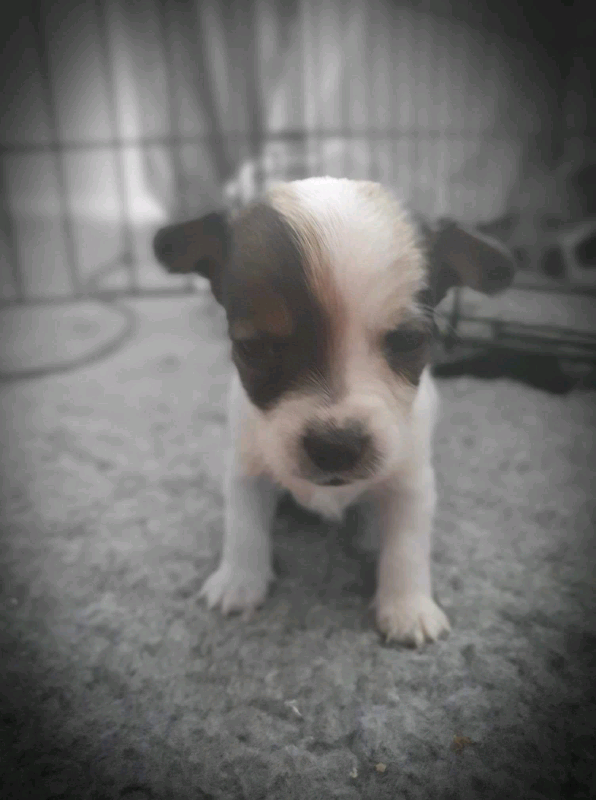 Jackawawa puppies in Chilton, County Durham Gumtree