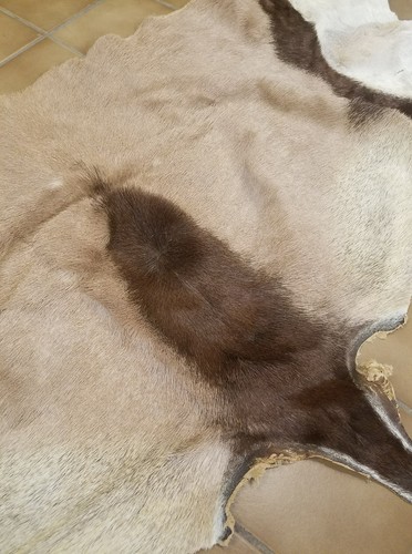 African Gemsbok Hide Tail Orix Taxidermy Mount Tanned Fur Crafts Log Cabin Decor