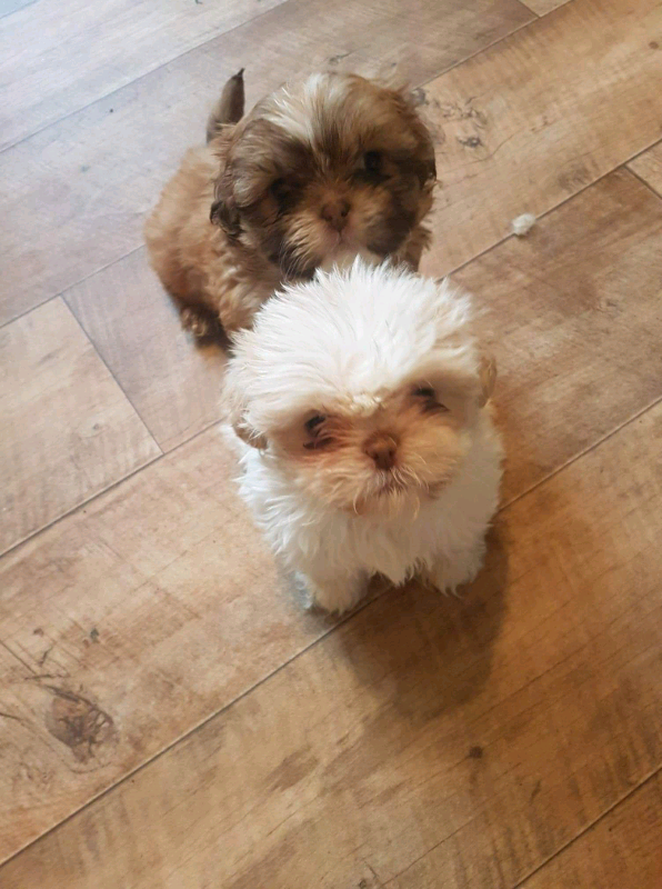 4 Beautiful Shihtzu Puppies For Sale In Gorton Manchester Gumtree