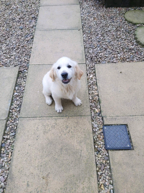 Dog Pet Cage In Tingley West Yorkshire Gumtree