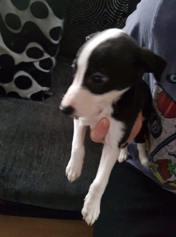 Collie cross whippet puppies in Knowle, Bristol Gumtree