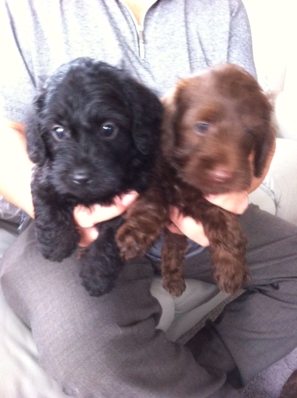 Dachshund x toy poodle in Widnes, Cheshire Gumtree